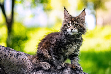 Two-month-old kitten plays against the background of nature.