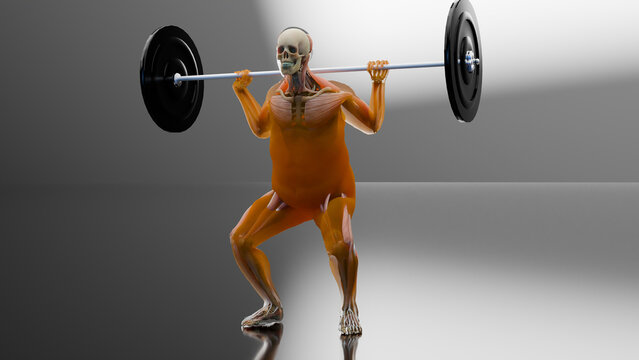 Barbell parallel Squat Exercise. Bodybuilding gym exercising, High Bar Olympic Squat, male workout for losing weight, lose Fat belly, fat burn process. Obesity,  human anatomy, Anatomical 3d render