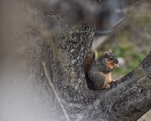 squirrel on a tree