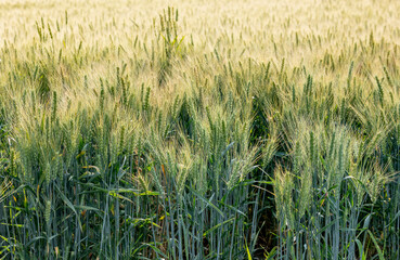 Winter wheat plants at different stages of maturity. 