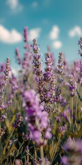Obraz premium Purple And White Lavender Field