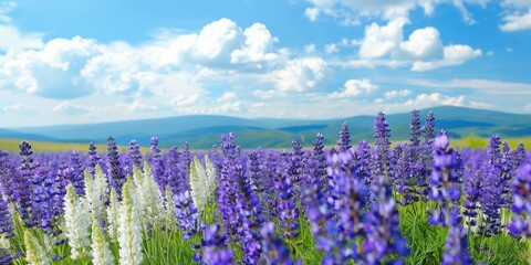 Purple And White Flower Field Under Blue Sky