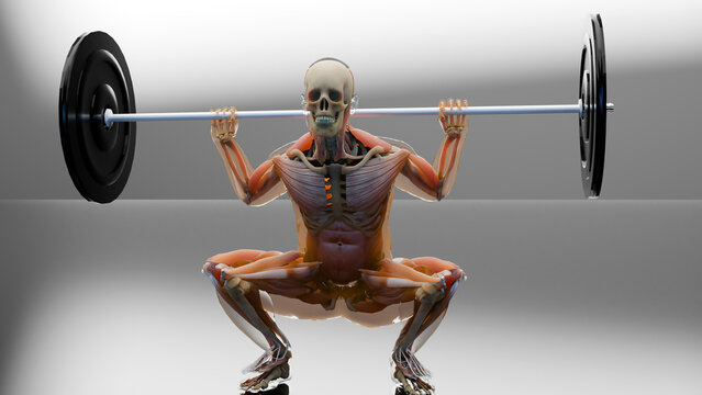 Barbell parallel Squat Exercise. Bodybuilding gym exercising, High Bar Olympic Squat, male workout for losing weight, lose Fat belly, fat burn process. Obesity,  human anatomy, Anatomical 3d render