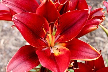 Closeup of a red lily bloom 