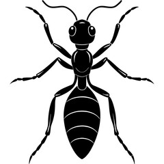 illustration of a spider