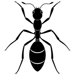 illustration of a spider