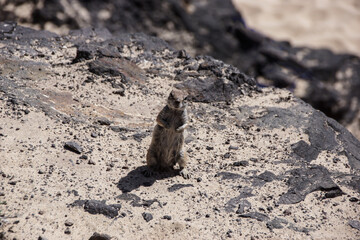 Erdmännchen