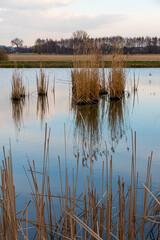 Landscape in the countryside by the lake. A quiet place to relax by the water.