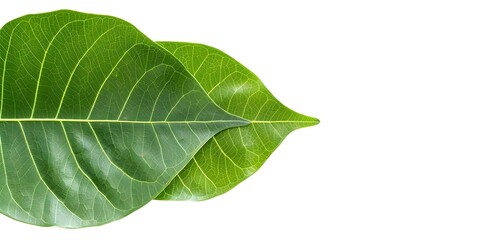 Fototapeta premium Isolated Green Javanese Treebine Leaves on White Background with Clipping Path. Concept Photography, Nature, Leaves, Clipping Path, Green