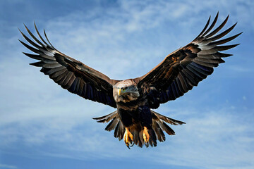 Obraz premium An eagle soars in the sky with its wings spread wide. Large bird of prey against the background of the sky with clouds.