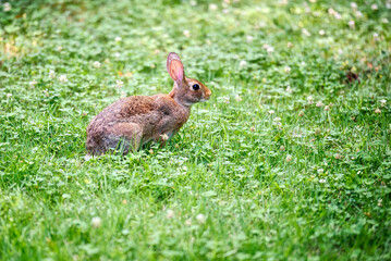 A rabbit in a field of grass and clover.