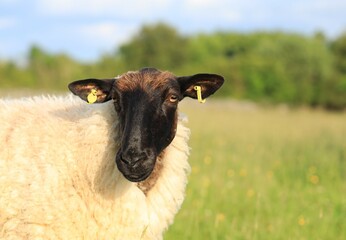 Closeup of Suffolk breed ewe in field on farmland in rural Ireland
