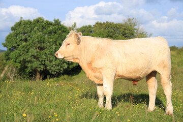 Cattle: Charolais breed bullock standing in field on farmland in rural Ireland in summertime