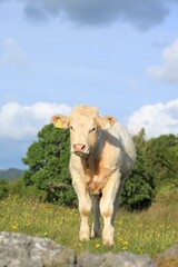 Cattle: Charolais breed bullock standing in field on farmland in rural Ireland in summertime 