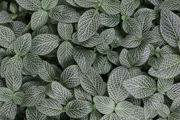 Close up of fittonia plant with green leaves with white veins. Natural floral background.