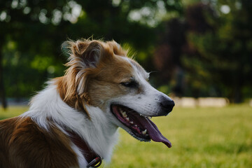 A fluffy red and white border collie walks in a summer park at sunset. One happy friendly pet dog is walking without a leash in a green clearing. Close up view portrait.