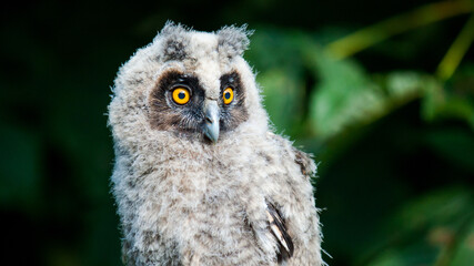 close up of an owl