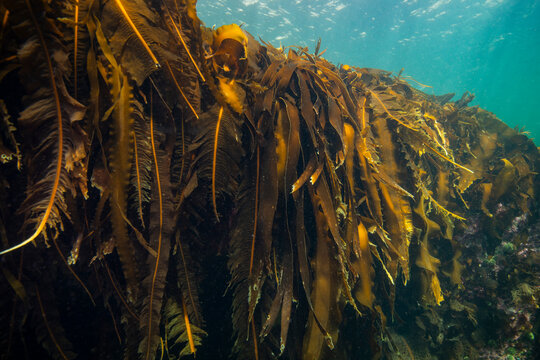 Kelp bed underwater in the St. Lawrence River in Canada