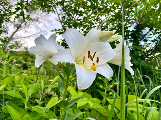 白い百合