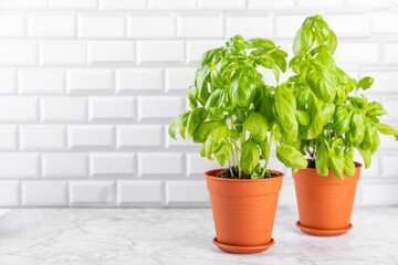 Fresh basil plant in a pot on a textured background. Fresh organic basil leaves. Spices. Vegan. Home gardening on kitchen. Home planting and food growing. basil plant Copy space.