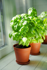 Fresh basil plant in a pot in the kitchen on a window background. Fresh organic basil leaves. Spices. Vegan. Home gardening on kitchen. Home planting and food growing. basil plant Copy space.