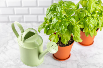 Fresh basil plant in a pot on a textured background. Fresh organic basil leaves. Spices. Vegan. Home gardening on kitchen. Home planting and food growing. basil plant Copy space.