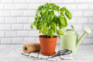 Fresh basil plant in a pot on a textured background. Fresh organic basil leaves. Spices. Vegan. Home gardening on kitchen. Home planting and food growing. basil plant Copy space.