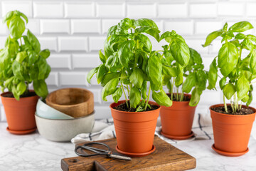 Fresh basil plant in a pot on a textured background. Fresh organic basil leaves. Spices. Vegan. Home gardening on kitchen. Home planting and food growing. basil plant Copy space.