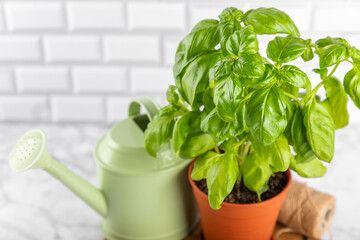 Fresh basil plant in a pot on a textured background. Fresh organic basil leaves. Spices. Vegan. Home gardening on kitchen. Home planting and food growing. basil plant Copy space.