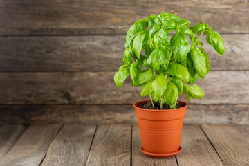 Fresh basil plant in a pot on a textured background. Fresh organic basil leaves. Spices. Vegan. Home gardening on kitchen. Home planting and food growing. basil plant Copy space.