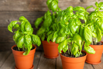 Fresh basil plant in a pot on a textured background. Fresh organic basil leaves. Spices. Vegan. Home gardening on kitchen. Home planting and food growing. basil plant Copy space.