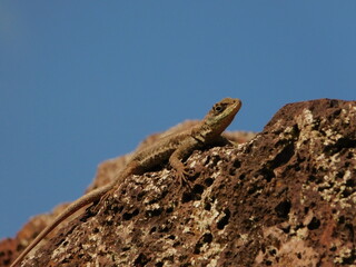 Reptil