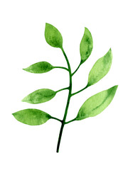 Watercolor Leaves illustration isolated on white background. Hand painted freehand simple foliage