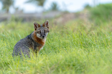 Grey fox sitting  in grassy field 