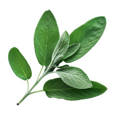 A sprig of fresh sage leaves with a light fuzz on the underside.  The leaves are green and vibrant, Cut-out PNG