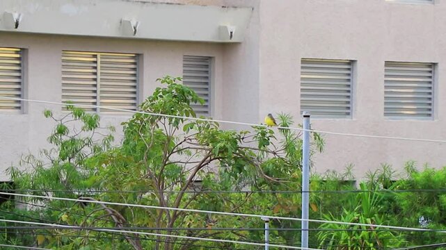 Tropical yellow kingbird flycatcher sits on power pole Mexico.