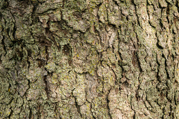 bark of a tree