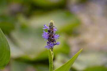 Close-up of purple water flower on blurred background
