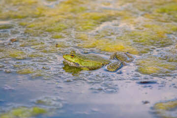 Seaweed, alga on top of water surface with frog,  natural abstract background.