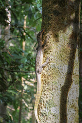 Water monitor lizard climbing a vertical tree in the jungle