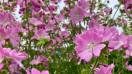 Cheerful pink musk mallow blossoms