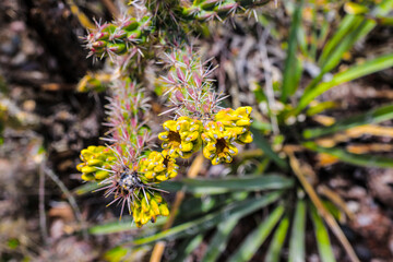 Cholla cactus at El Morro visitor center.