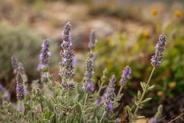 Obraz premium Japanese lavender from Nagano