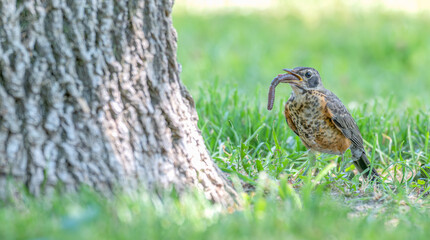 Baby bird, baby robin, chick eating a worm.
