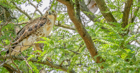 Closeup of a red-tailed hawk perched in a tree.