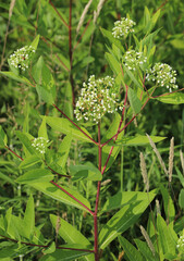 Hemp Dogbane (Apocynum cannabinum) in a bright, sunny field.  This plant is toxic to humans, livestock, dogs, cats and other animals.  Native Americans made rope from its fibrous stems. 