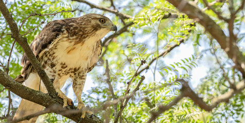 Closeup of a red-tailed hawk perched in a tree.