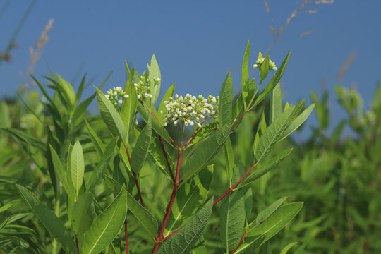 Hemp Dogbane (Apocynum cannabinum) growing in a field in Ohio during the summer with blue sky behind it. 