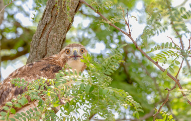 Closeup of a red-tailed hawk perched in a tree.