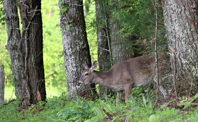 Deer by Tree Trunks